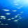 Makrelen im Meer